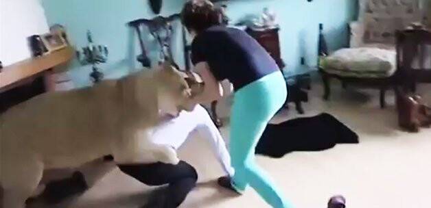 Evde bakılan aslan, eve gelen konuğa saldırdı