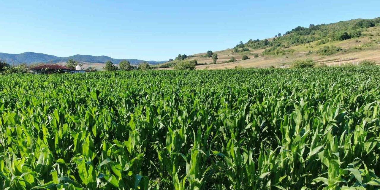 Yağışlar bol olunca mısır ekimleri bu yıl yüzde 25 arttı