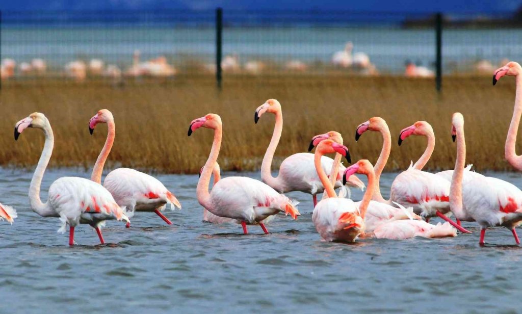 Göç etmeyen flamingolar yaz aylarını da Hersek Lagünü’nde geçiriyor