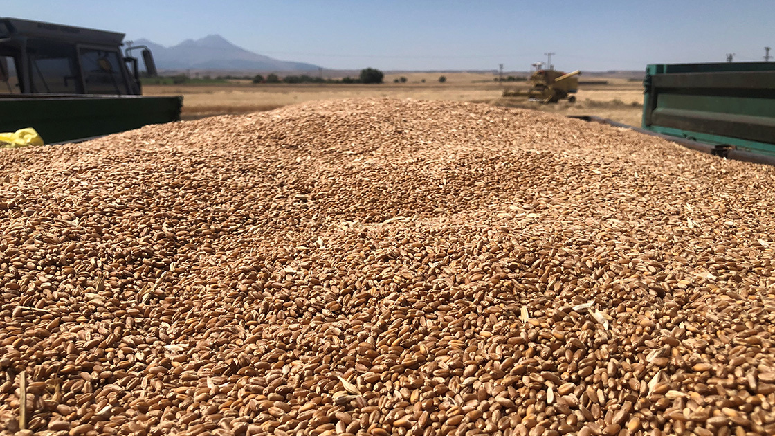 Aksaray'da deneme ekimi yapılan yerli buğday "Halis" hasat edildi