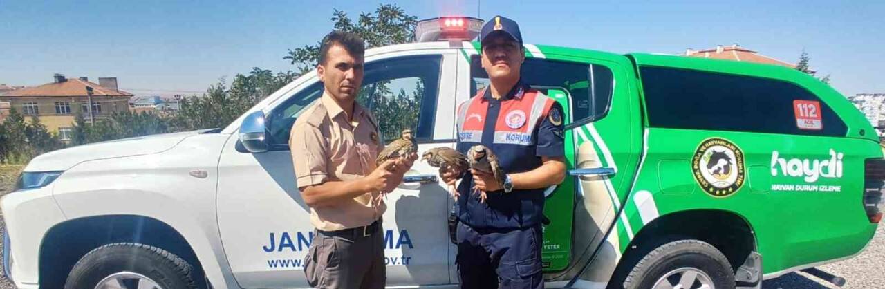 Araçta bulunan kınalı keklik kuşları koruma altına alındı