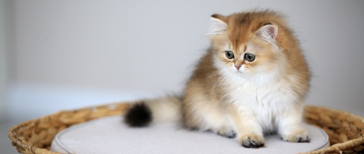 Polonya bilim enstitüsü evcil kedileri "istilacı yabancı tür" kategorisine ekledi