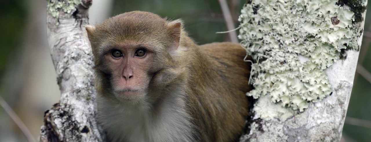 Japonya'da 'maymun' alarmı: Saldırılar arttı