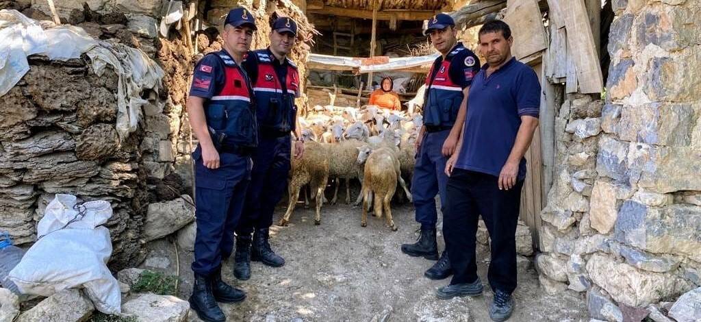 Piyasa değeri yaklaşık 200 bin TL olan hayvanlar üç günde bulundu