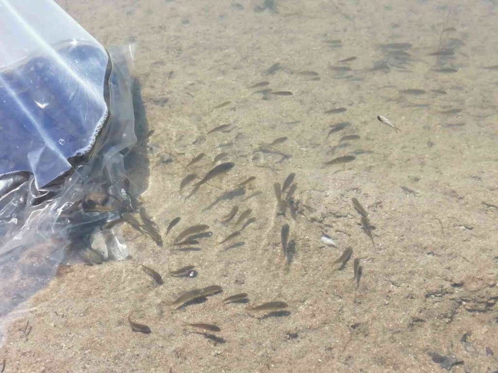 Simav’da göletlere 110 bin yavru sazan balığı bırakıldı