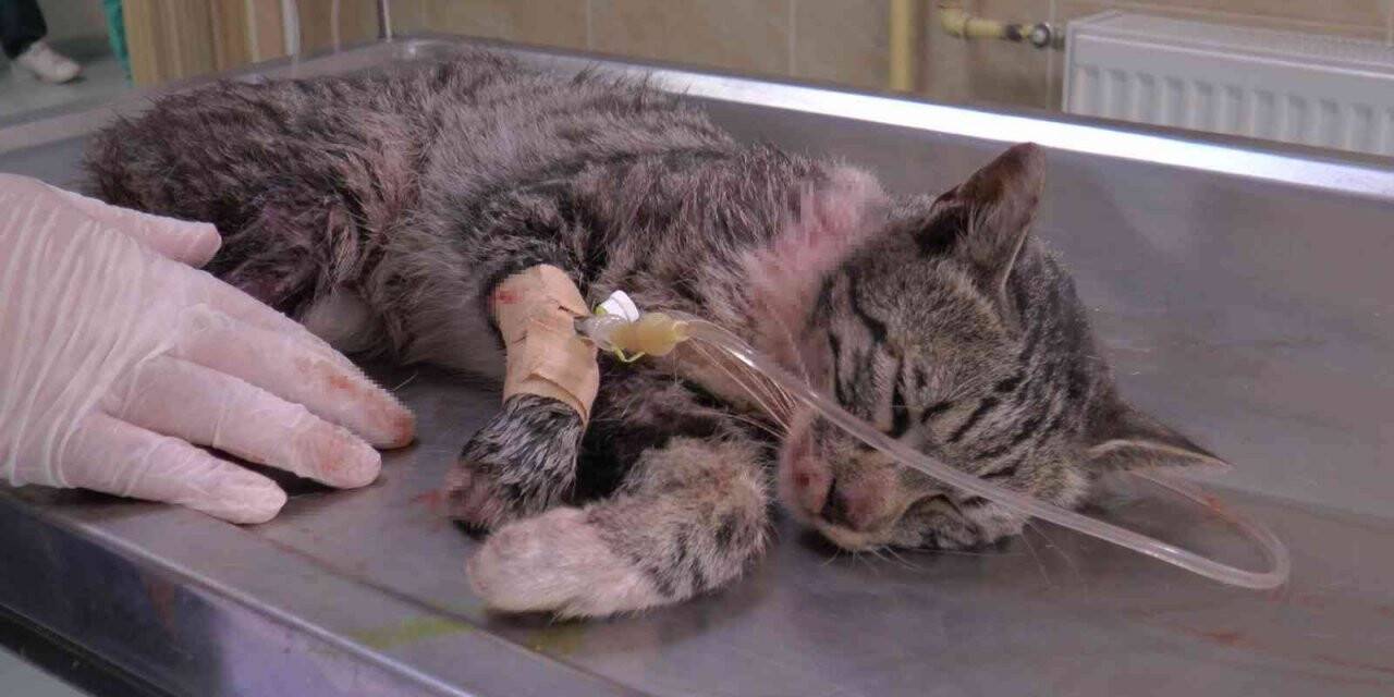 ERÜ Hayvan Hastanesi, 2022 yılının ilk yarısında 9 bin 330 hasta kabul etti