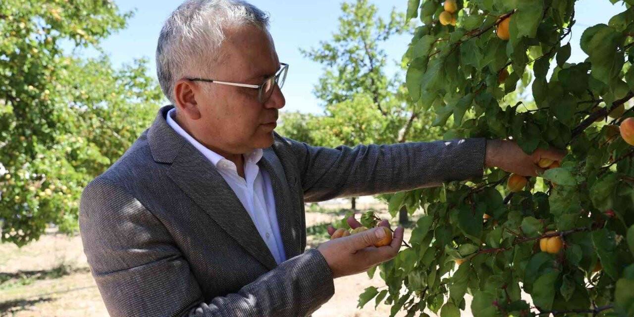 İhraçlık kayısı hasadı başladı