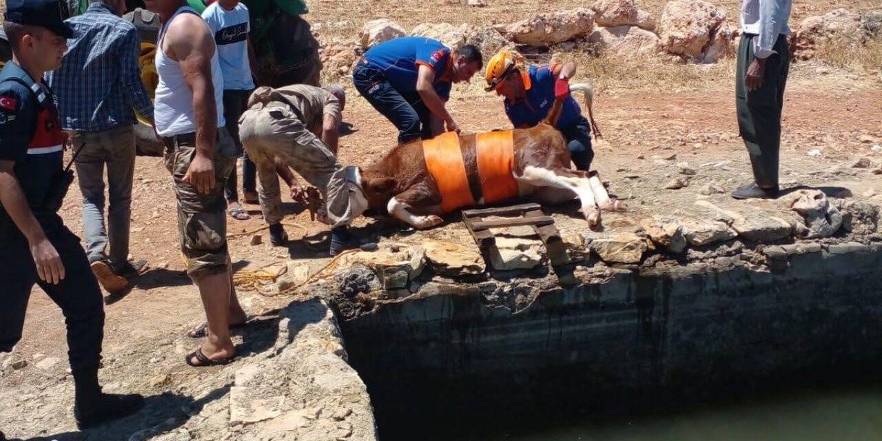 Sulama havuzuna düşen inek kurtarıldı