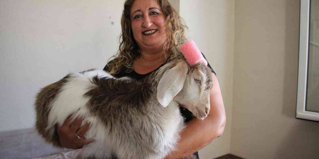 Çay tiryakisi Ninja’ya gözü gibi bakıyor