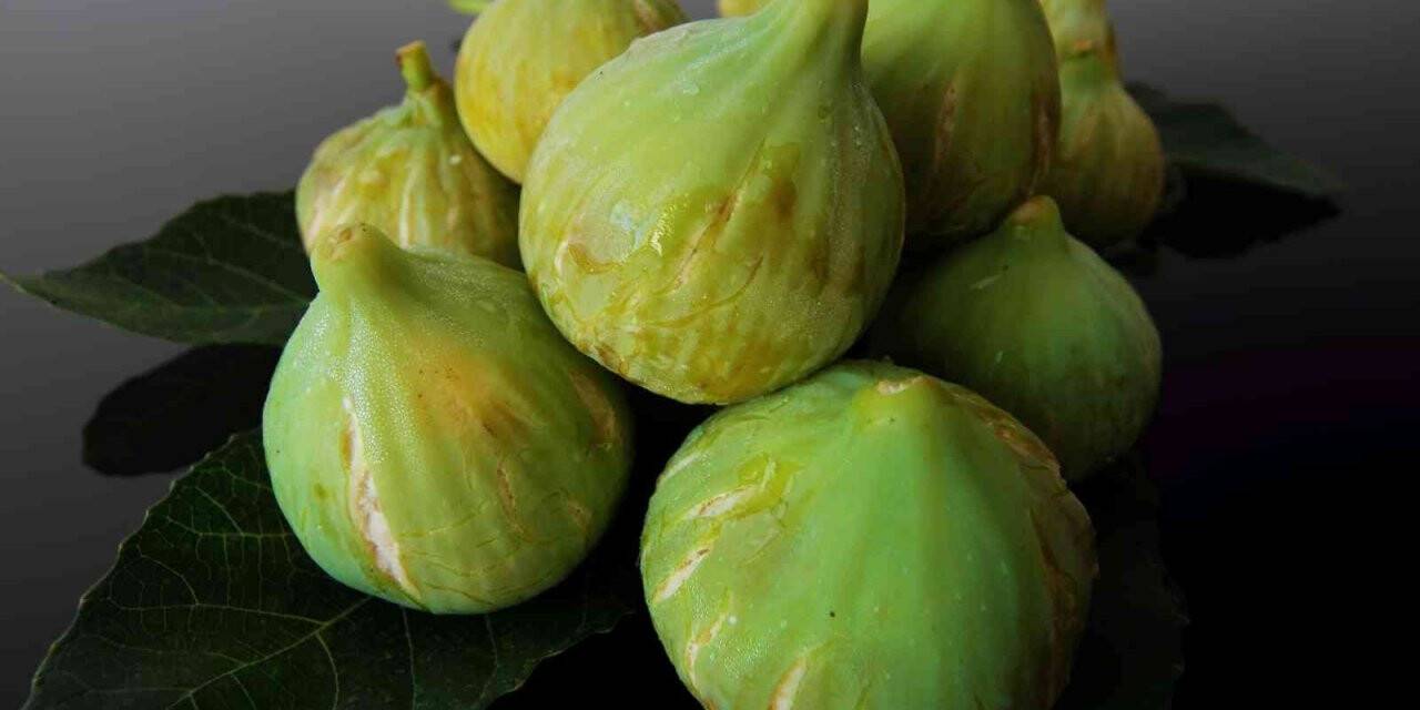 İncirde hasat ve ihracat tarihi belli oldu