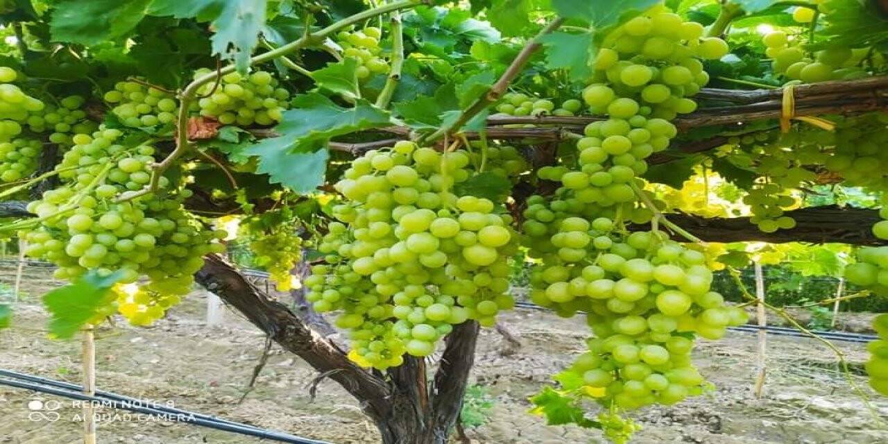 Üretici üzüm fiyatlarının erken açıklanmasını istiyor