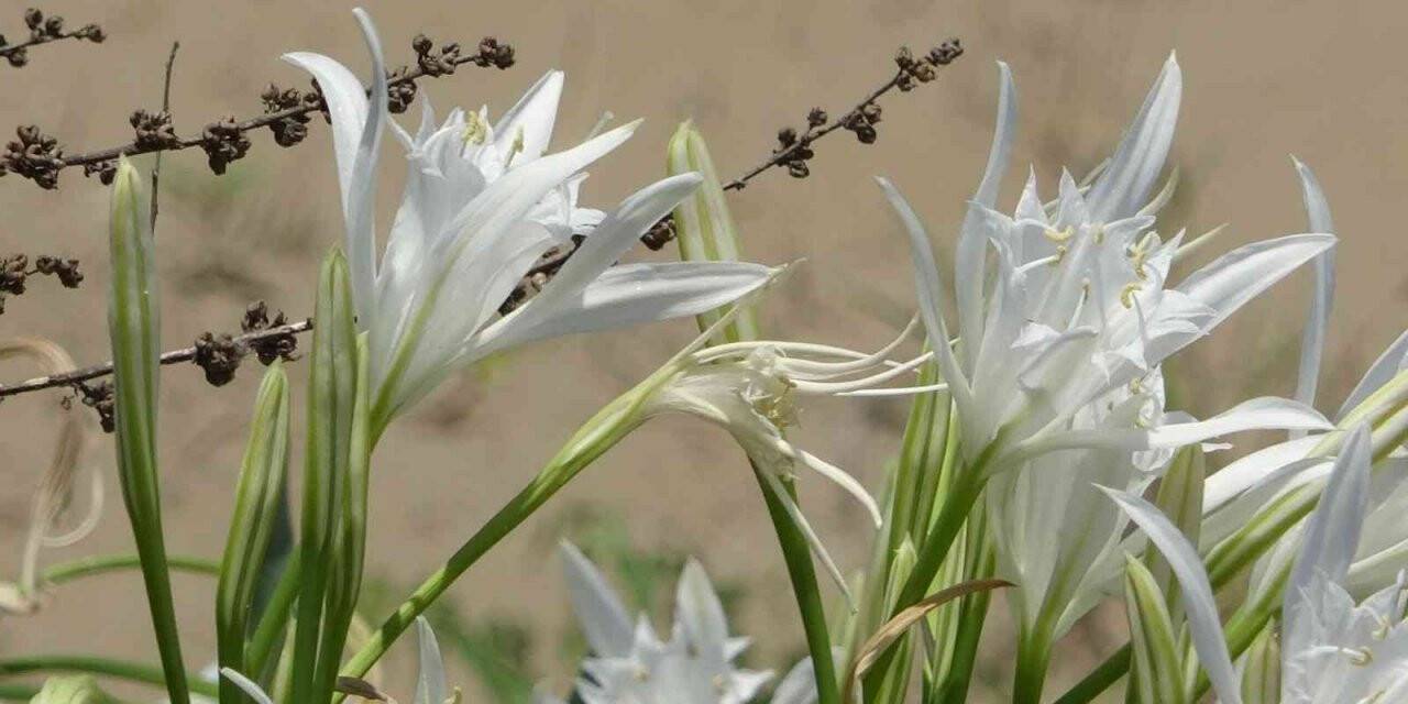 Kum zambağını koparan 109 bin lira ceza ödüyor