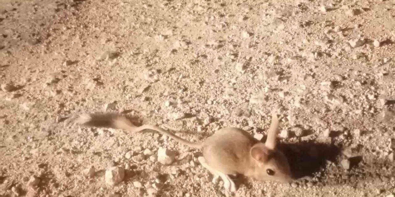 Elazığ’da IUCN’nin ’kırmızı’ listesinde bulunan Arap tavşanı görüntülendi