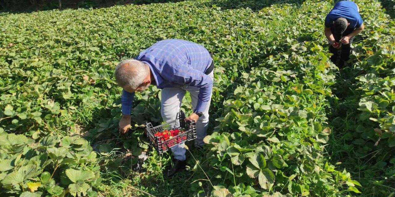 Bahçede 8 liradan satılan çilek, tezgahta 30 lira