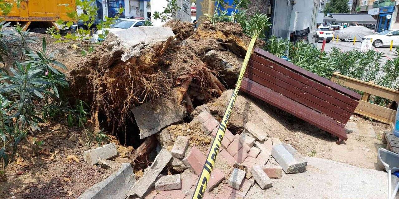 Bebek’te asırlık ağaç yola devrildi: 2 kişi yaralandı