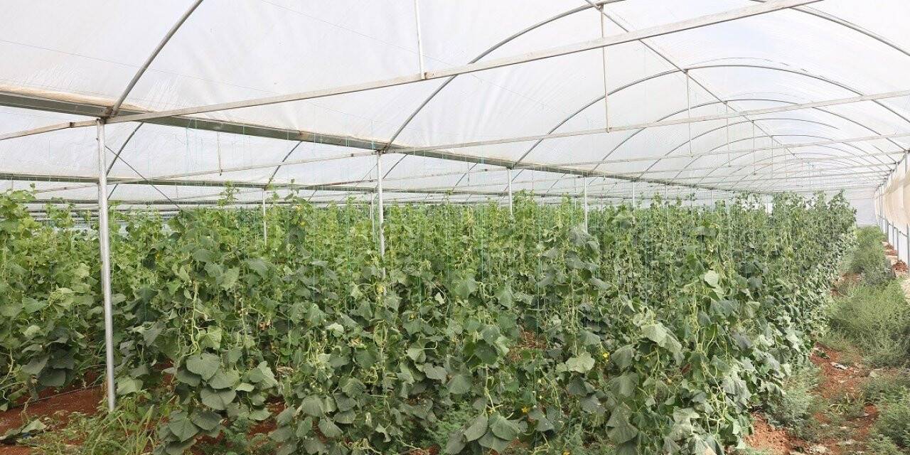 Eyyübiye Sera Kent’te hasat başladı