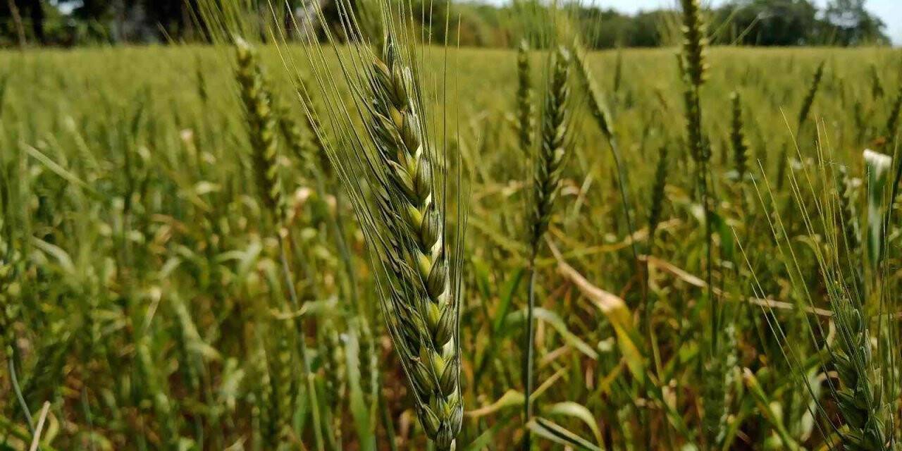 Hububat desteğinde son müracaat tarihi 16 Eylül