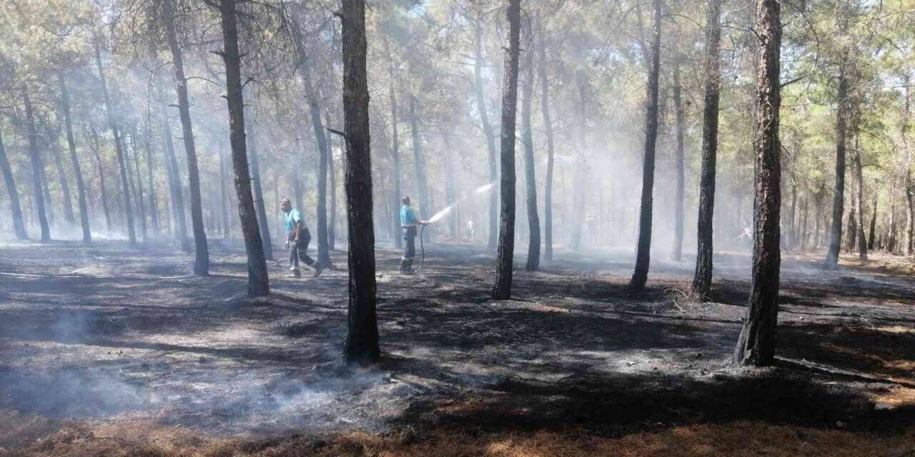 Burç ormanlarında çıkan yangın söndürüldü