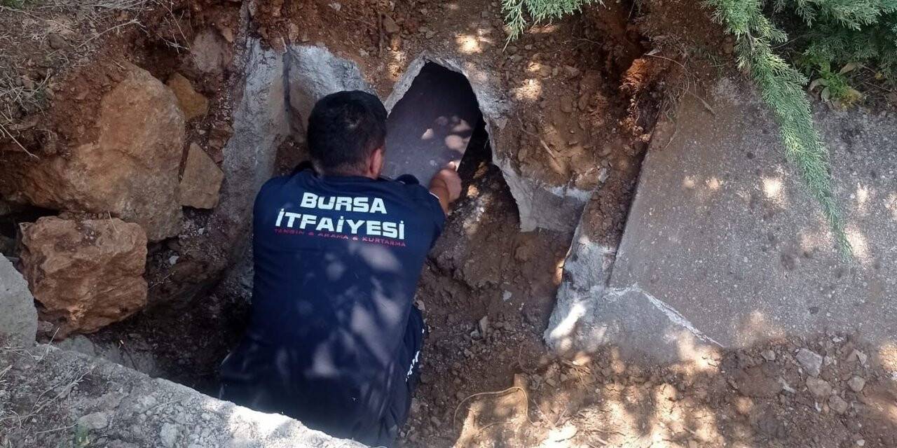 Yavrularıyla birlikte zifte yapışan anne köpek itfaiye ekiplerince böyle kurtarıldı