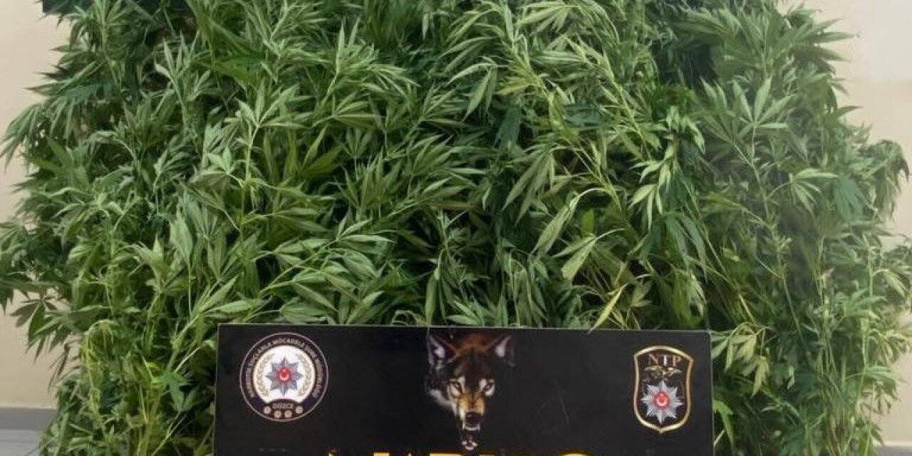 Ektiği kenevirlerle birlikte yakalandı