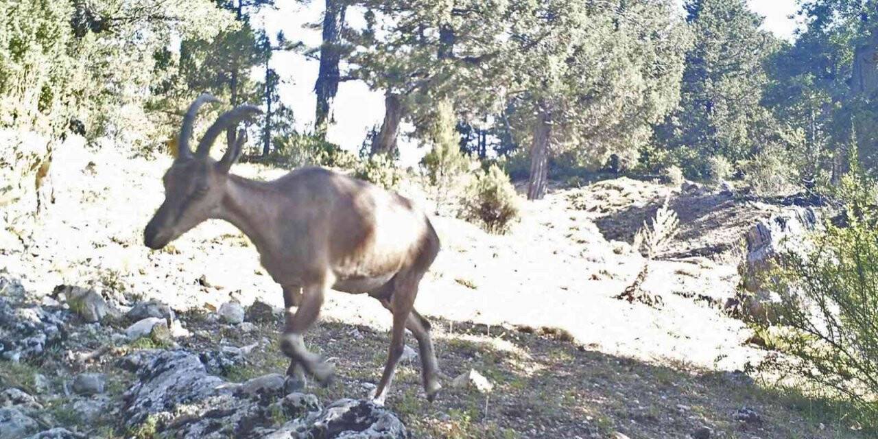Yaban keçileri Burdur’a uyum sağladı