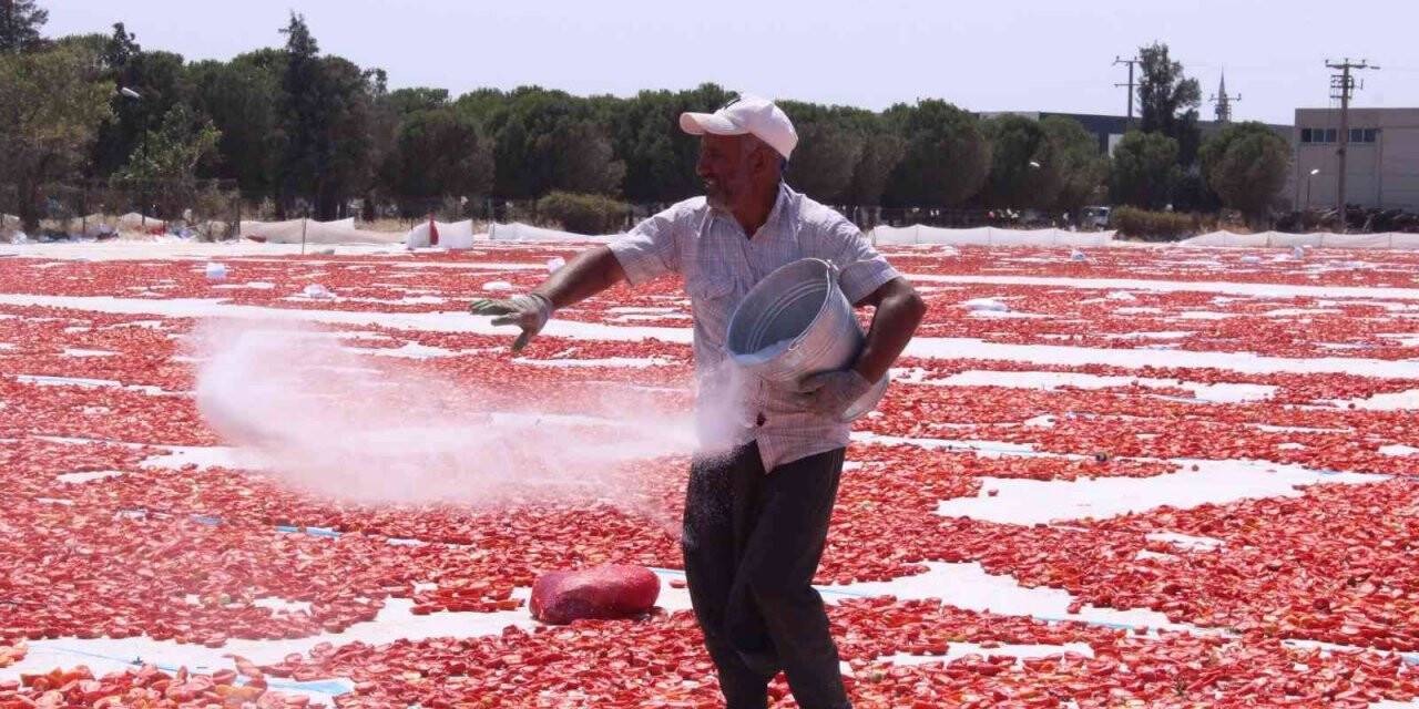 Torbalı’nın "kırmızı altınları" serildi
