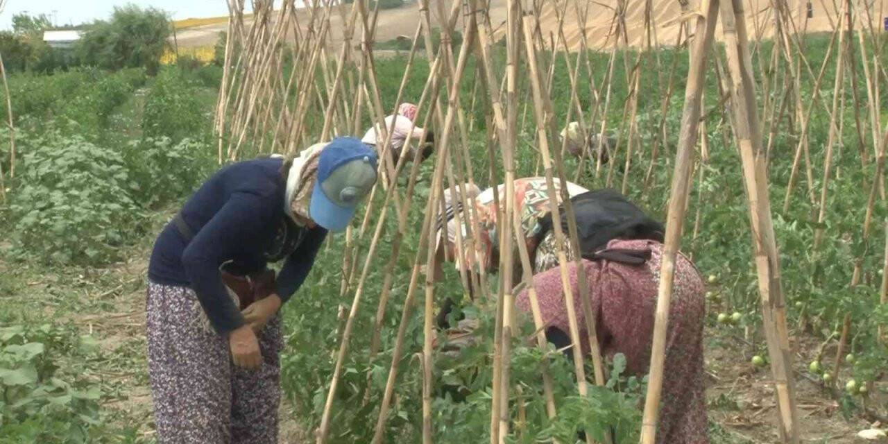 İstanbul’da kadın çiftçiler organik ürünleri böyle yetiştiriyor