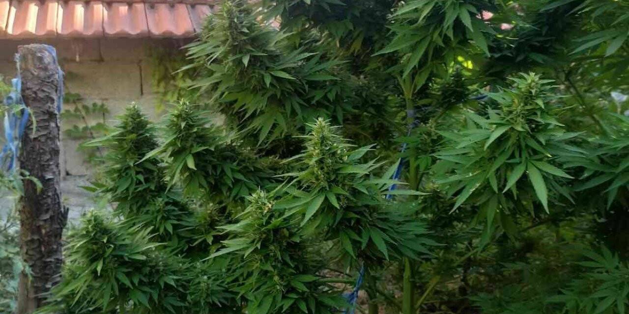 Hatay’da uyuşturucu operasyonu