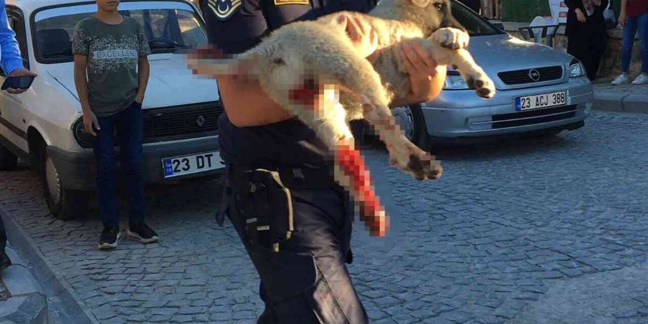 Elazığ’da jandarma ekipleri minibüsün çarptığı köpek için seferber oldu