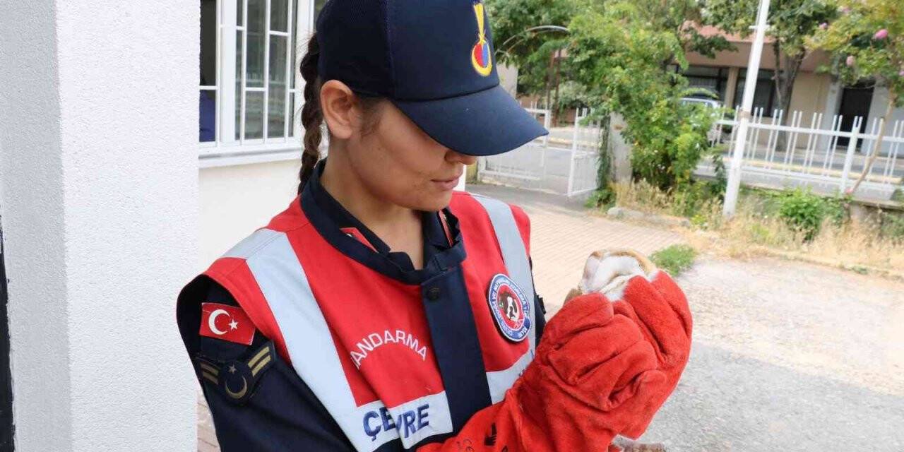 Yaralı olarak bulunan baykuş ve leylek tedavi altına alındı