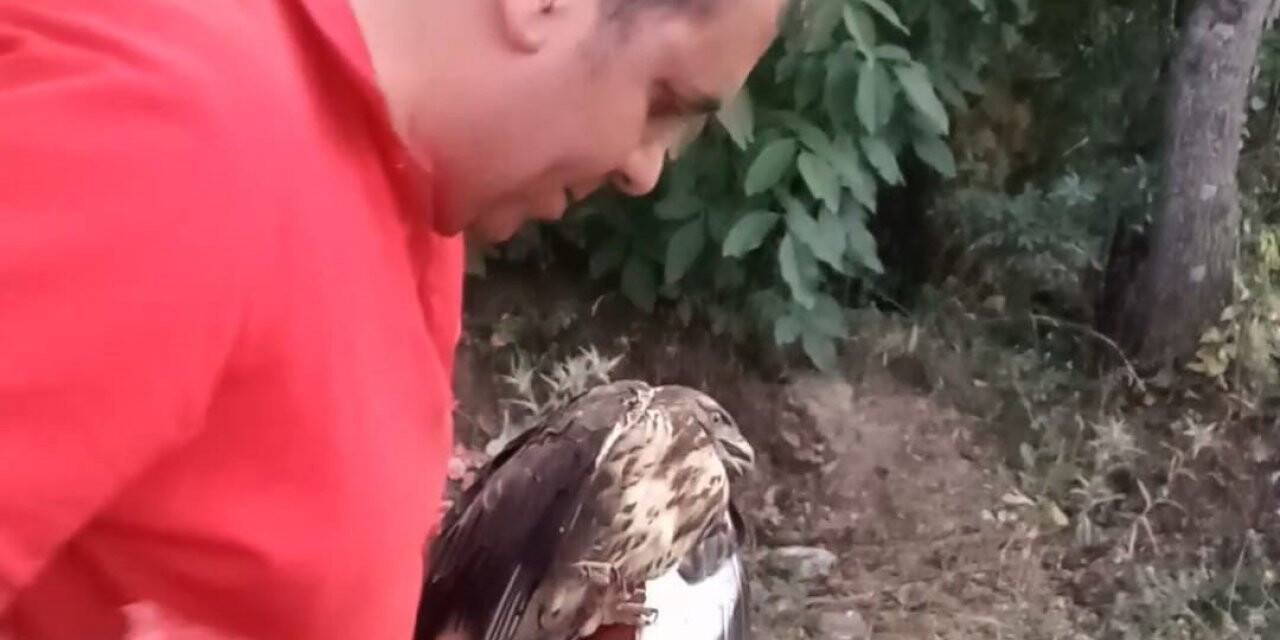 Yarlı atmaca tedavi altına alındı