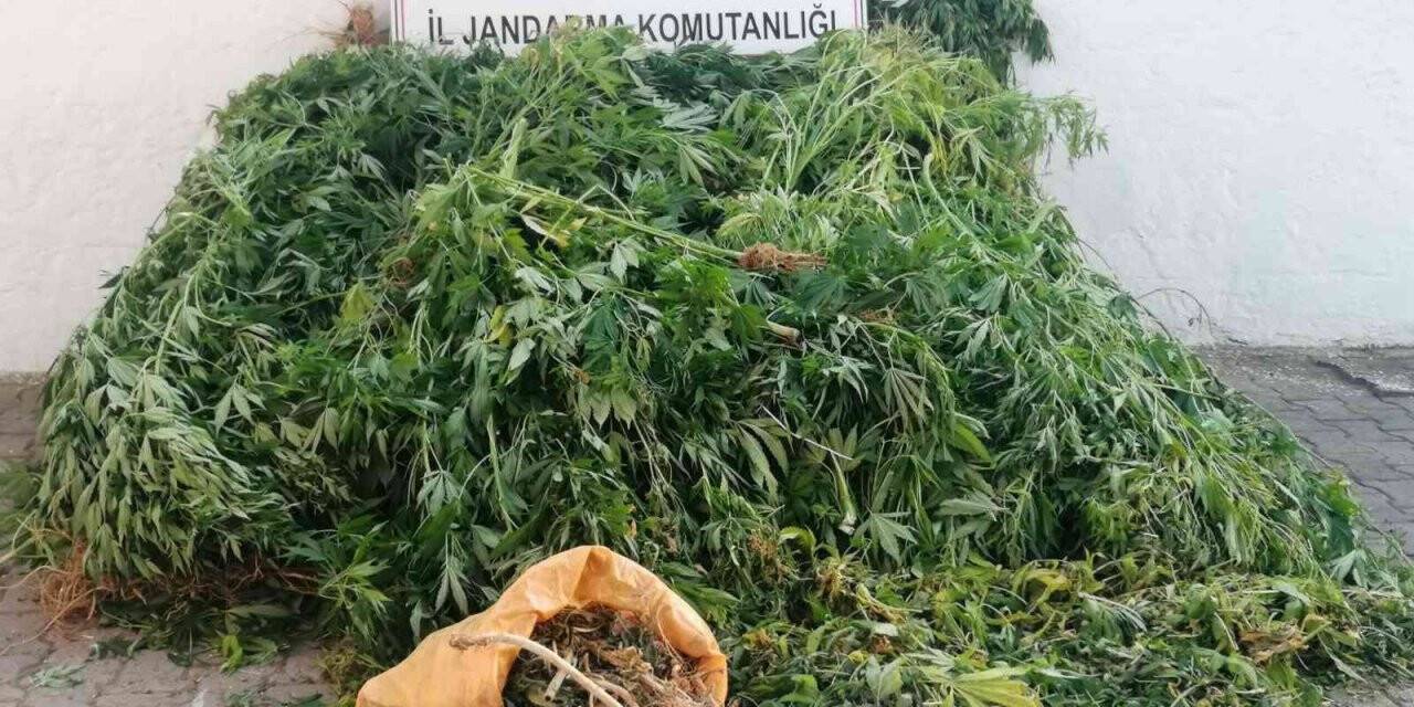 Serada yetiştirilen kenevirlere el konuldu