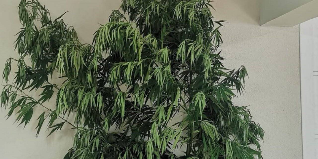 Çiftliğe uyuşturucu baskını: 2 gözaltı