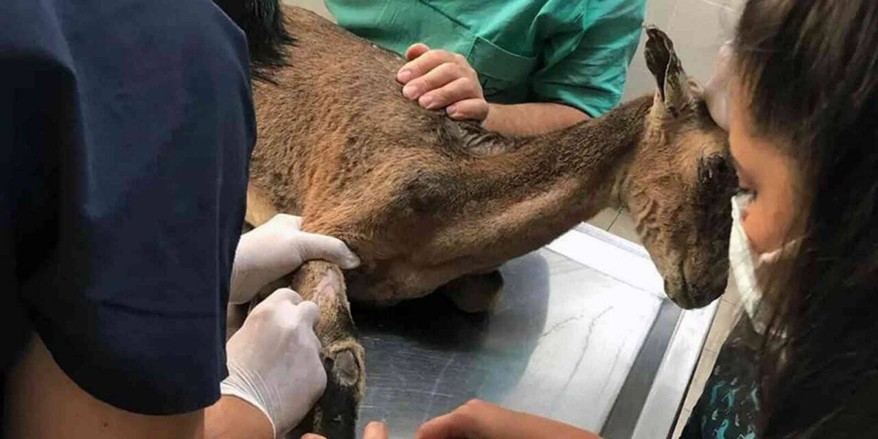 Alevlerin arasında kalan yaban keçisinin yaşam mücadelesi