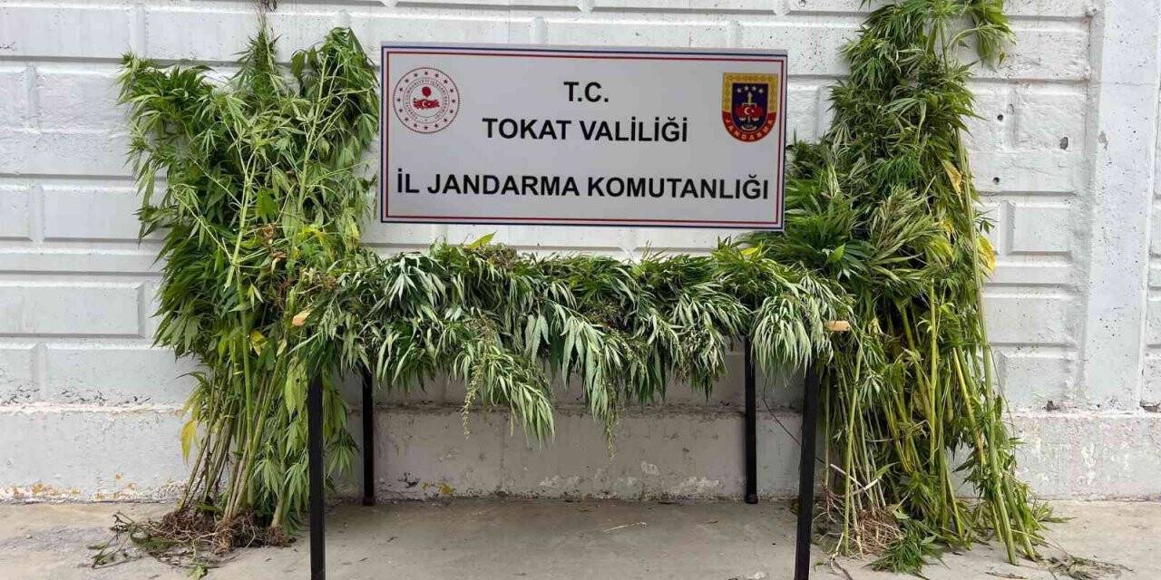 Yakalanacağını anlayınca 250 kilogram esrarı Kelkit çayına döktü