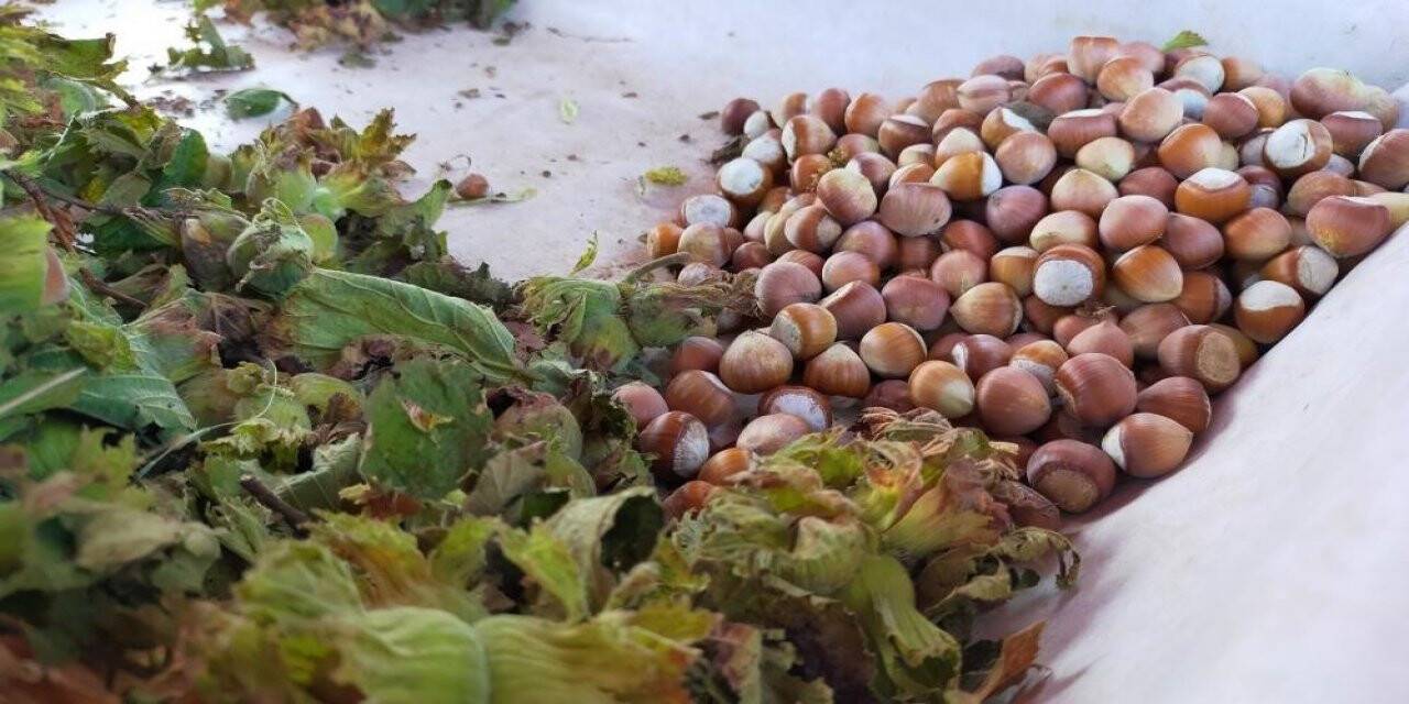 Samsun’da bu yıl fındıkta rekolte tahmini 112 bin 500 ton