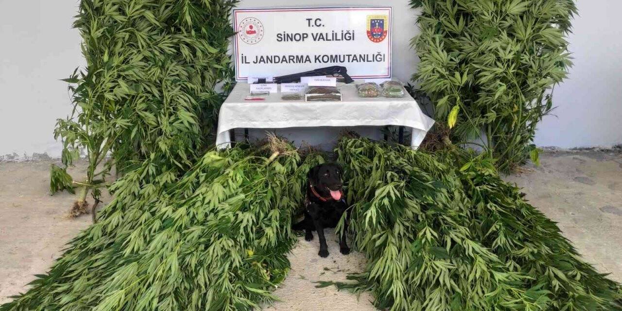 Sinop’ta yasa dışı kenevir yetiştirmeye 3 gözaltı