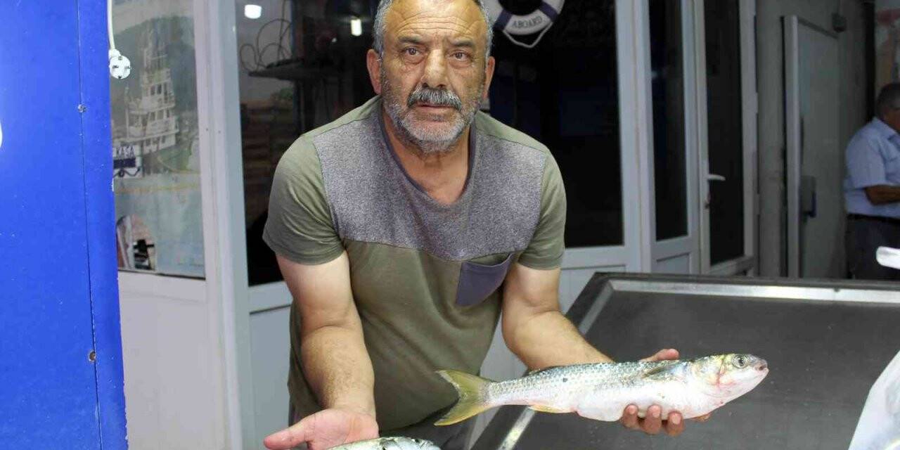 Yaz aylarında tezgâhlar kültür balıklarına kaldı