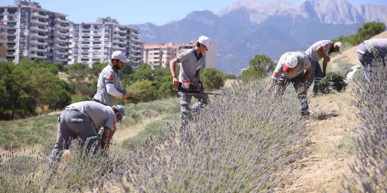 Denizli’nin mor bahçesinde lavanta hasadı yapıldı