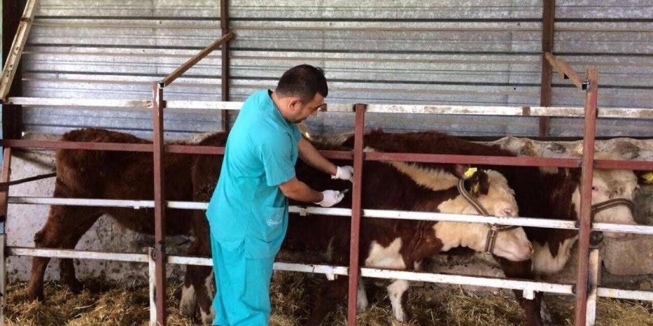 Hayvanların aşılanmasına devam ediliyor