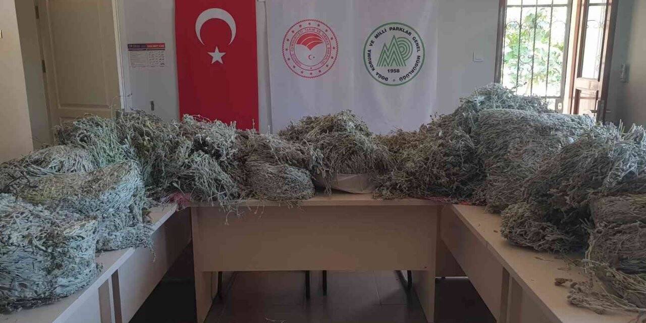 Kazdağları’nda endemik bitkiyi koparanlara 657 bin 558 TL ceza kesildi