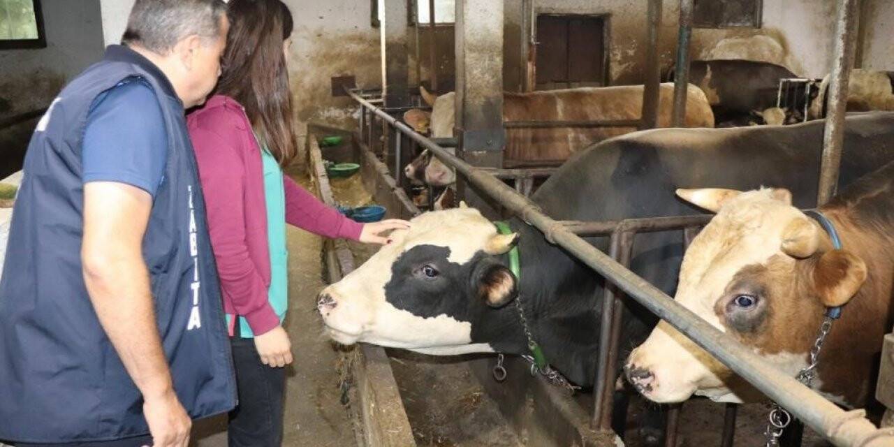 3 milyondan fazla hayvan sevki yapıldı