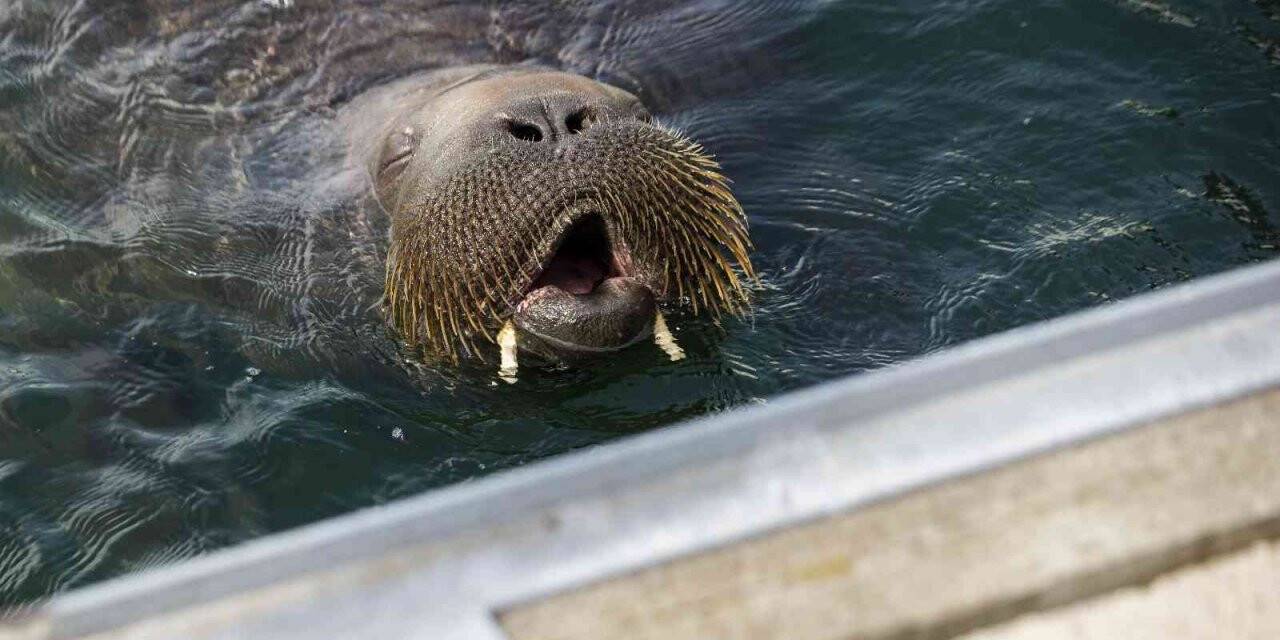 Norveç’te 600 kilogramlık deniz aygırı deniz botunda güneşlendi