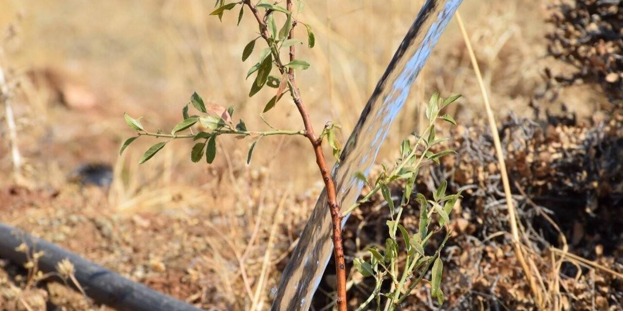 23 Futbol sahası büyüklüğündeki badem ormanı sulanıyor