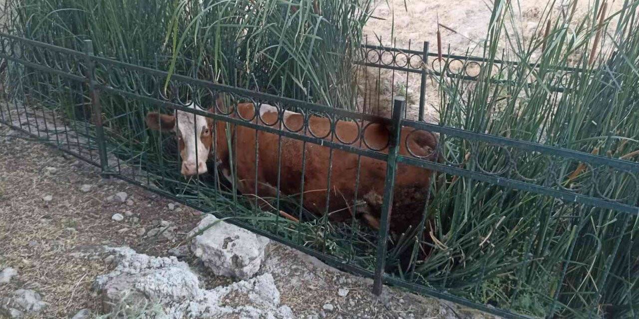 Dereye düşen inek kurtarıldı