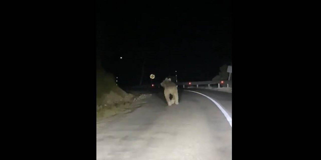 Kemaliye’de boz ayı yola indi