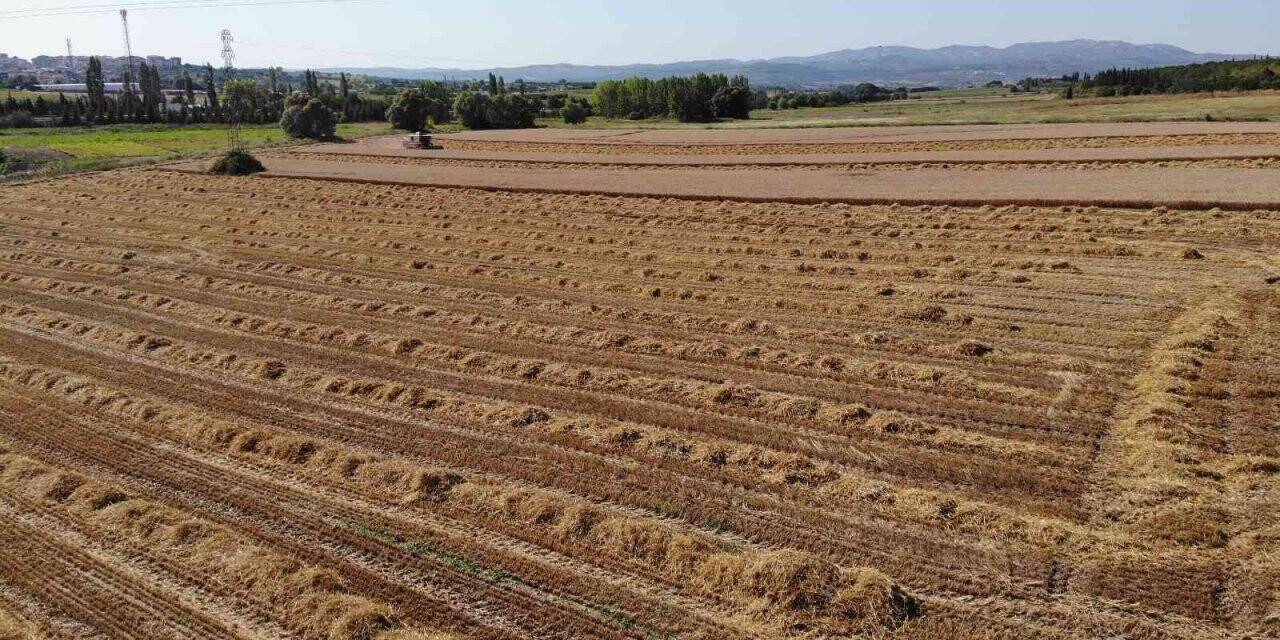 Üniversitenin arazisine buğday ektiler, 400 ton hasat yaptılar
