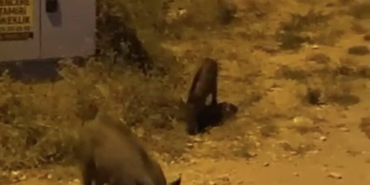 Bursa’da aç kalan domuzlar şehir merkezine indi