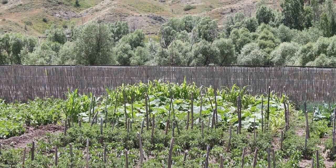 Memleketine dönen gurbetçi ata topraklarına 500 adet meyve ağacı dikti