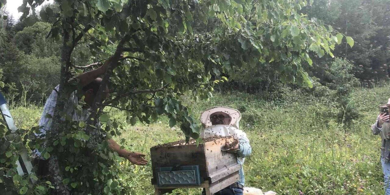Artvin’de yavru arı bereketi